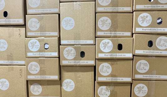 Is Ordering Live Insects Online Safe?