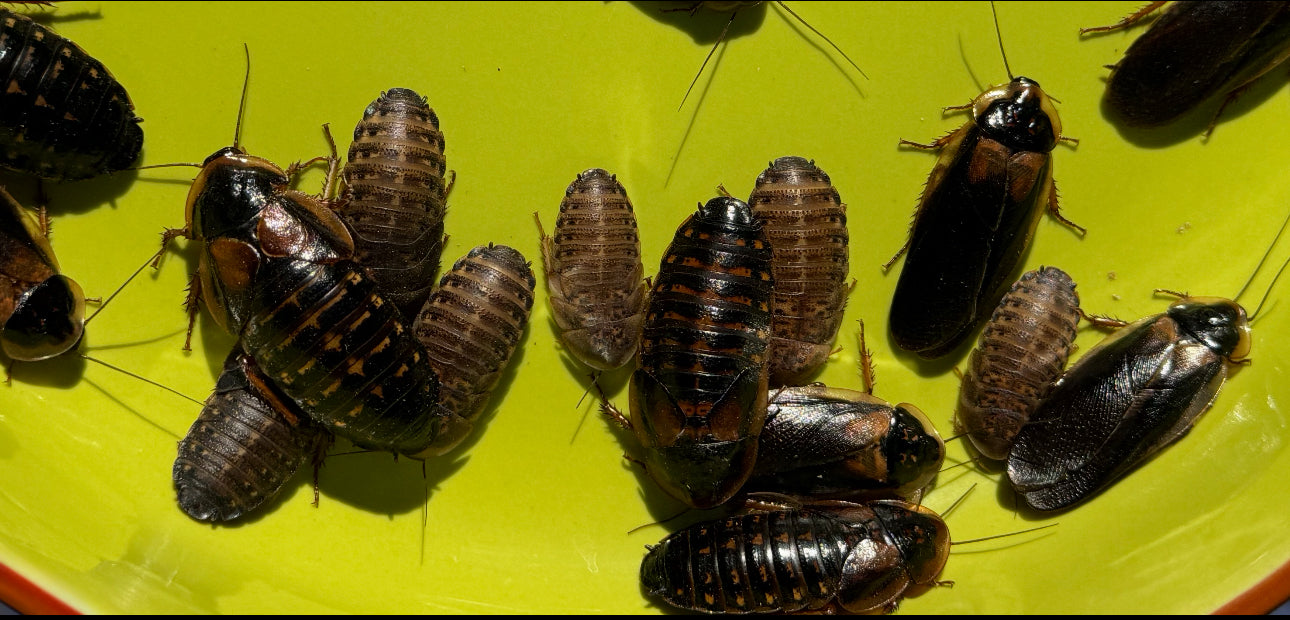 Dubia Roaches