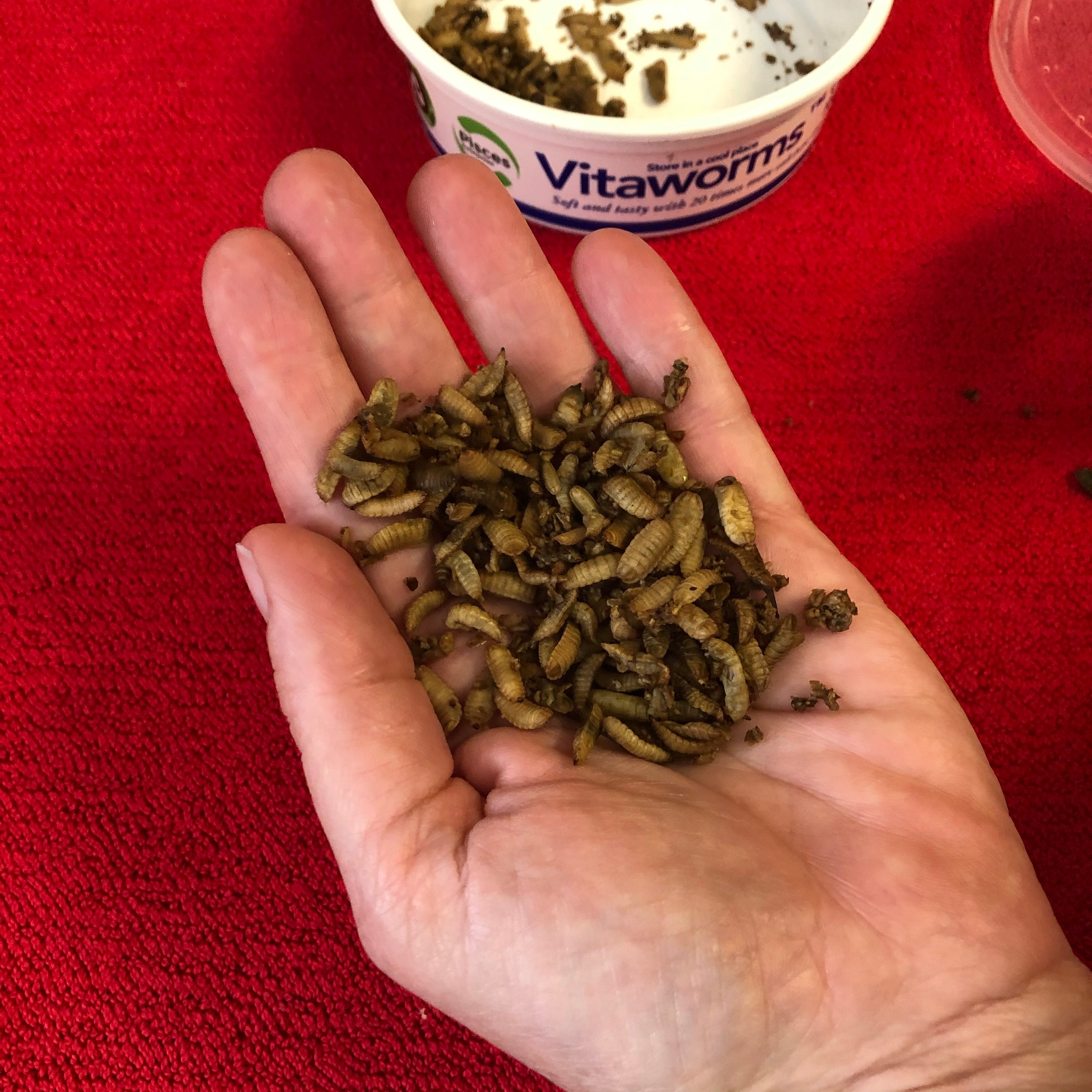 Vitaworms - Black Soldier Fly Larvae (BSFL)