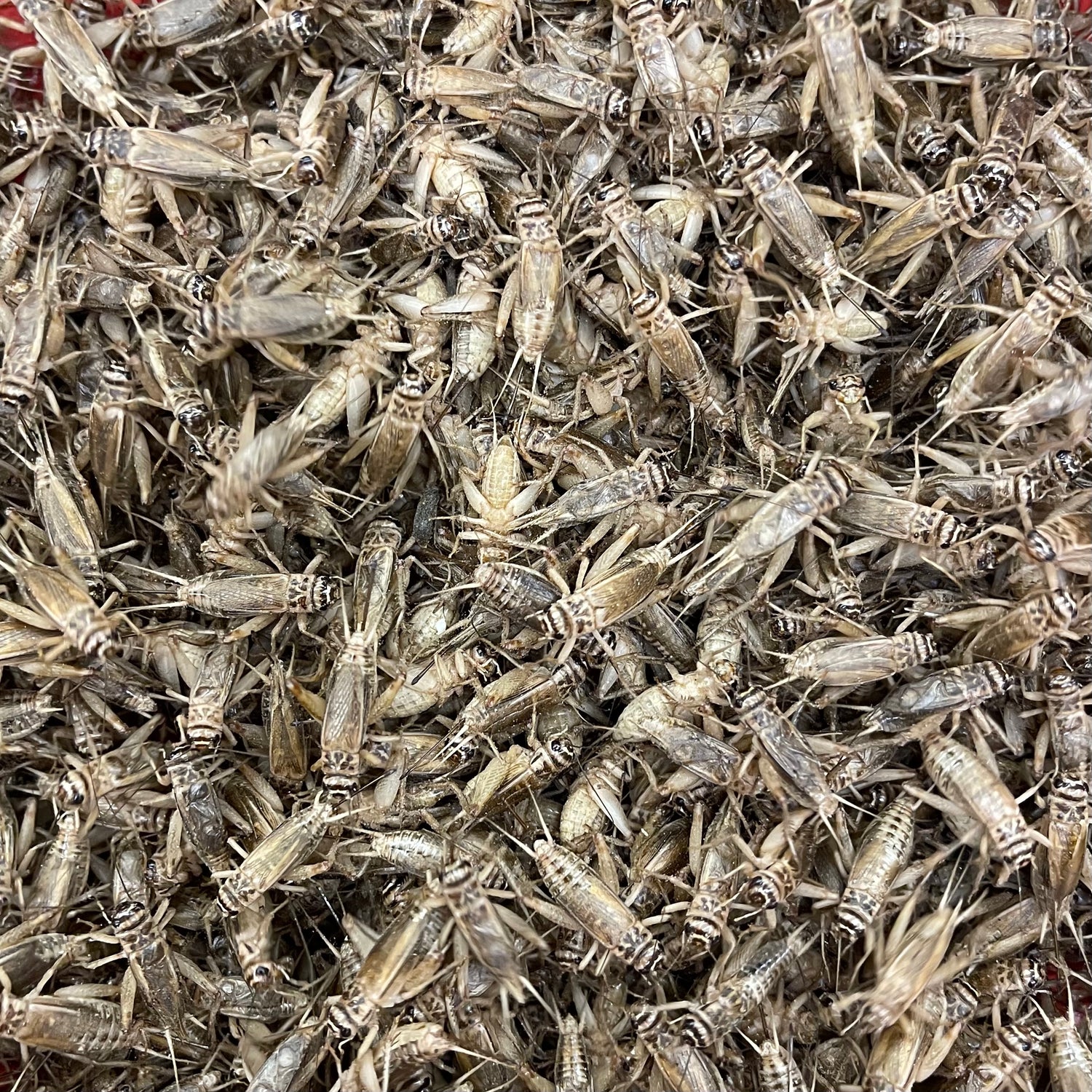 Live Crickets - Premium Feeder Insects for Reptiles