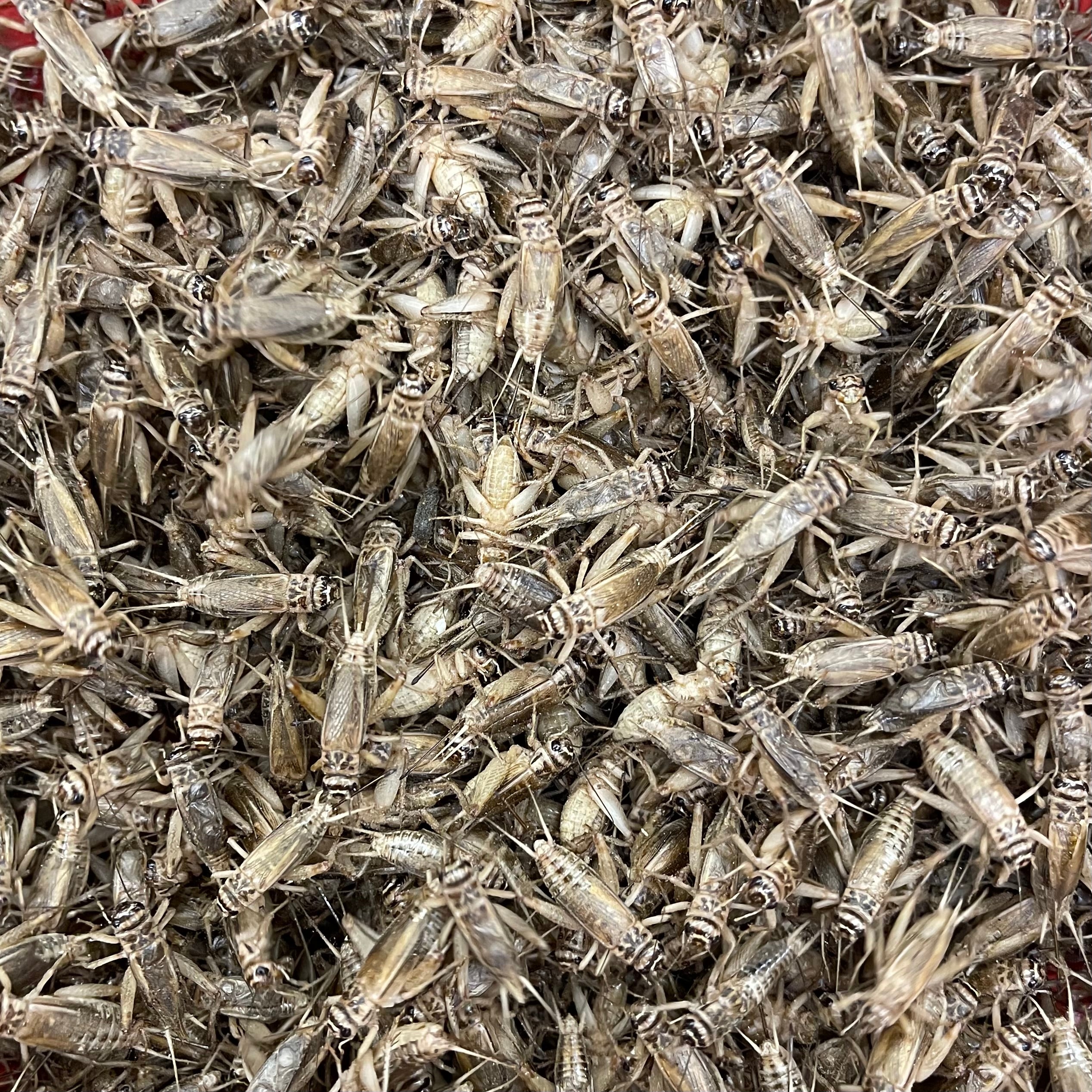 Live Crickets - Premium Feeder Insects for Reptiles