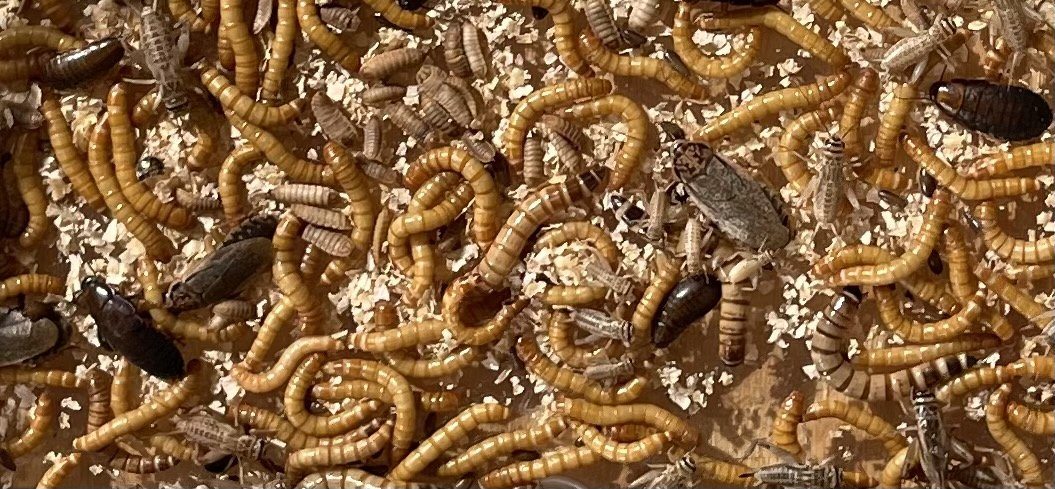 Bulk Live Food Insects