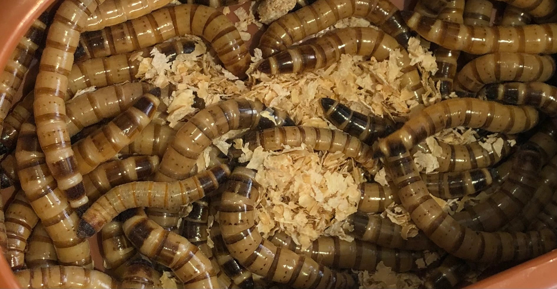 Giant Mealworms - Zophobas morio