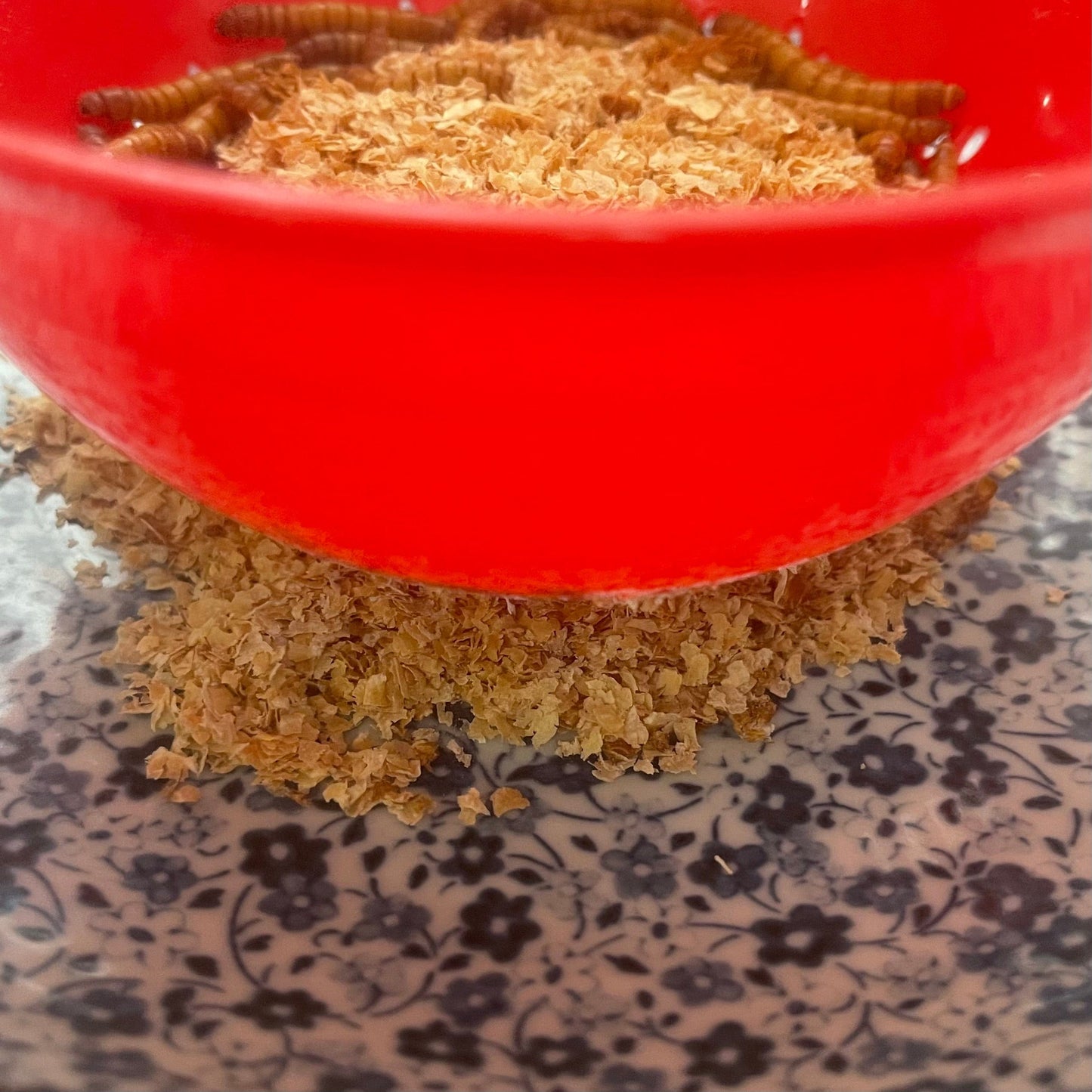 Komodo Food Bowl Mealworm or Vitaworm Substrate Separator