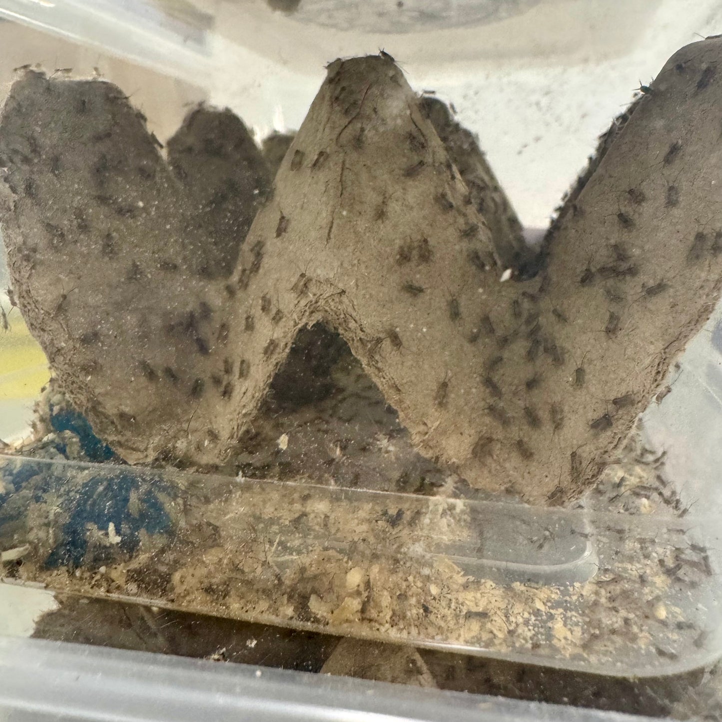 Pisces Enterprises Bulk Crickets Bulk Baby Crickets (Pin-Head)