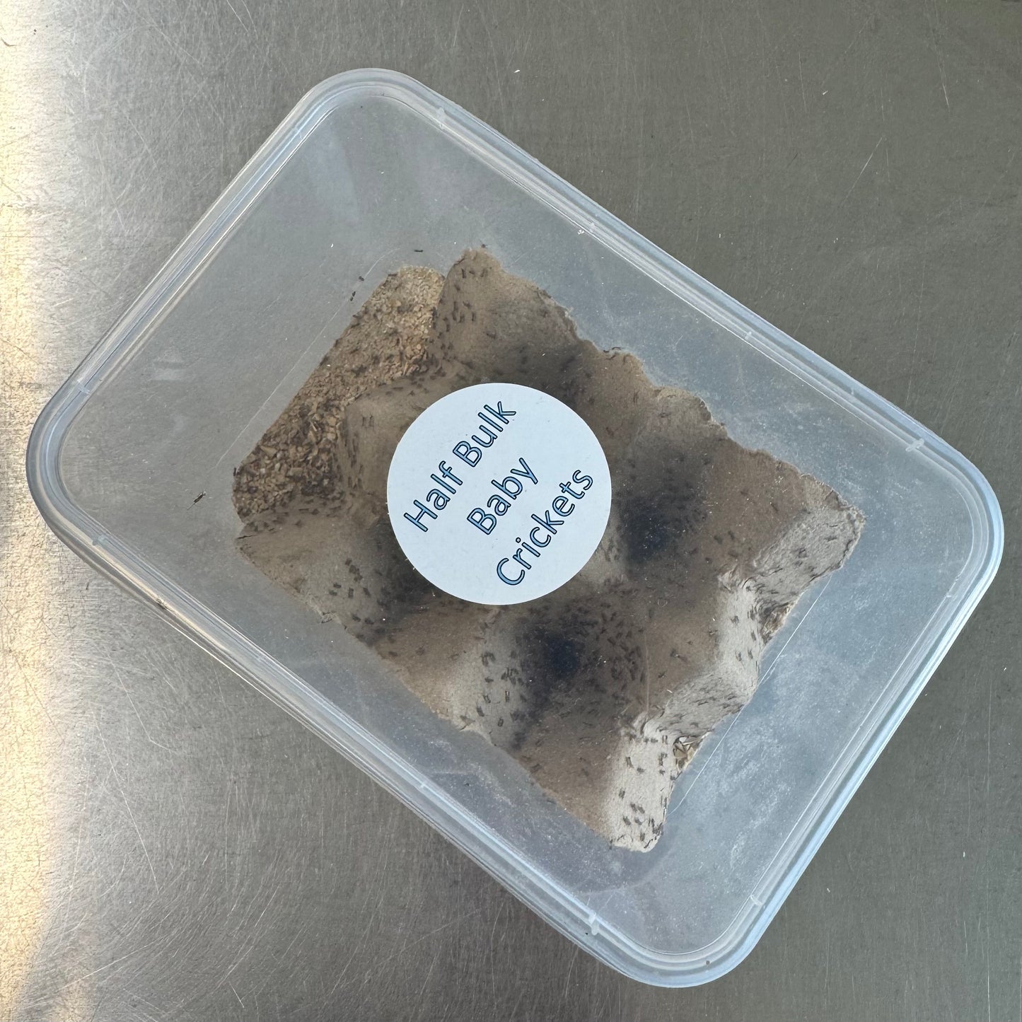 Pisces Enterprises Bulk Crickets Half Bulk Baby Crickets (Pin-Head) (2000 crickets)