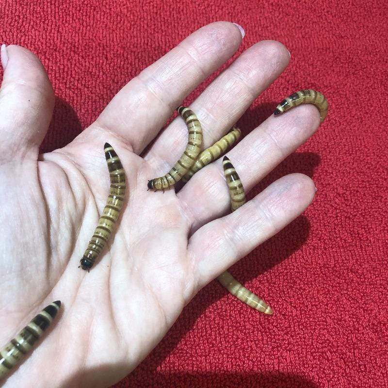 Pisces Enterprises Bulk Giant Mealworms Bulk Giant Mealworms - Zophobas morio