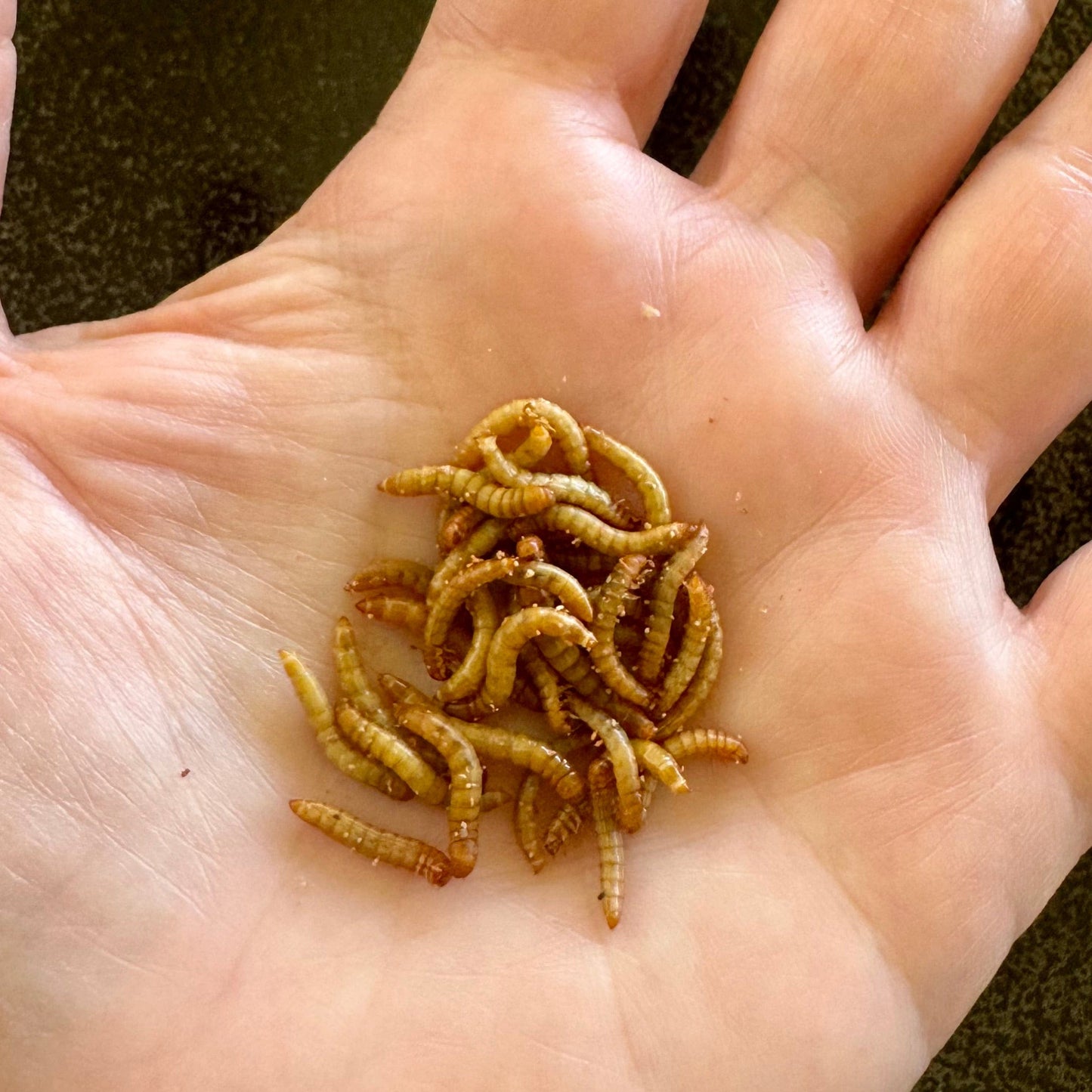 Pisces Enterprises Bulk Mealworms Bulk Mini Mealies - 500g (Tenebrio molitor)