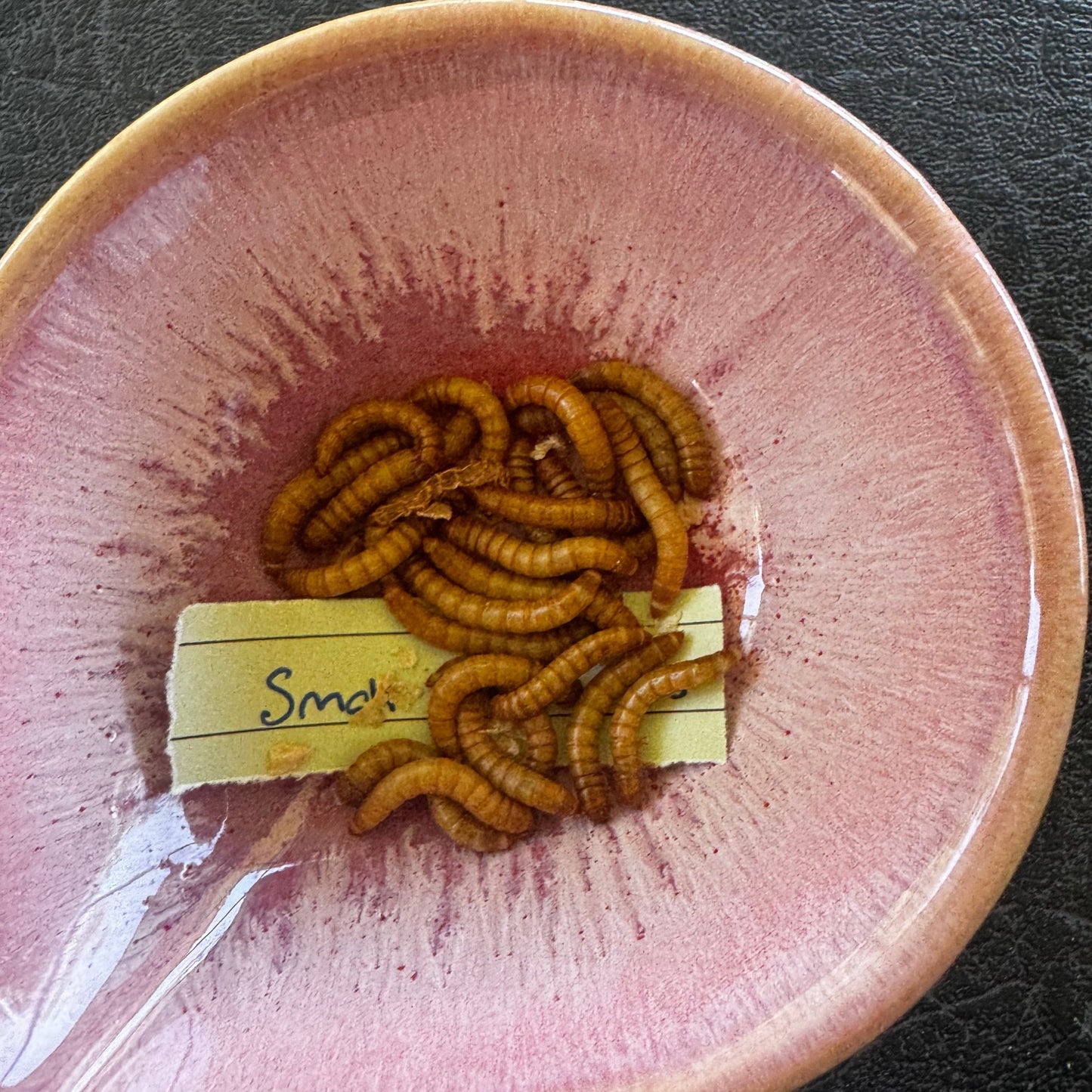 Pisces Enterprises Bulk Mealworms Bulk Small Mealworms 600g (Tenebrio molitor)