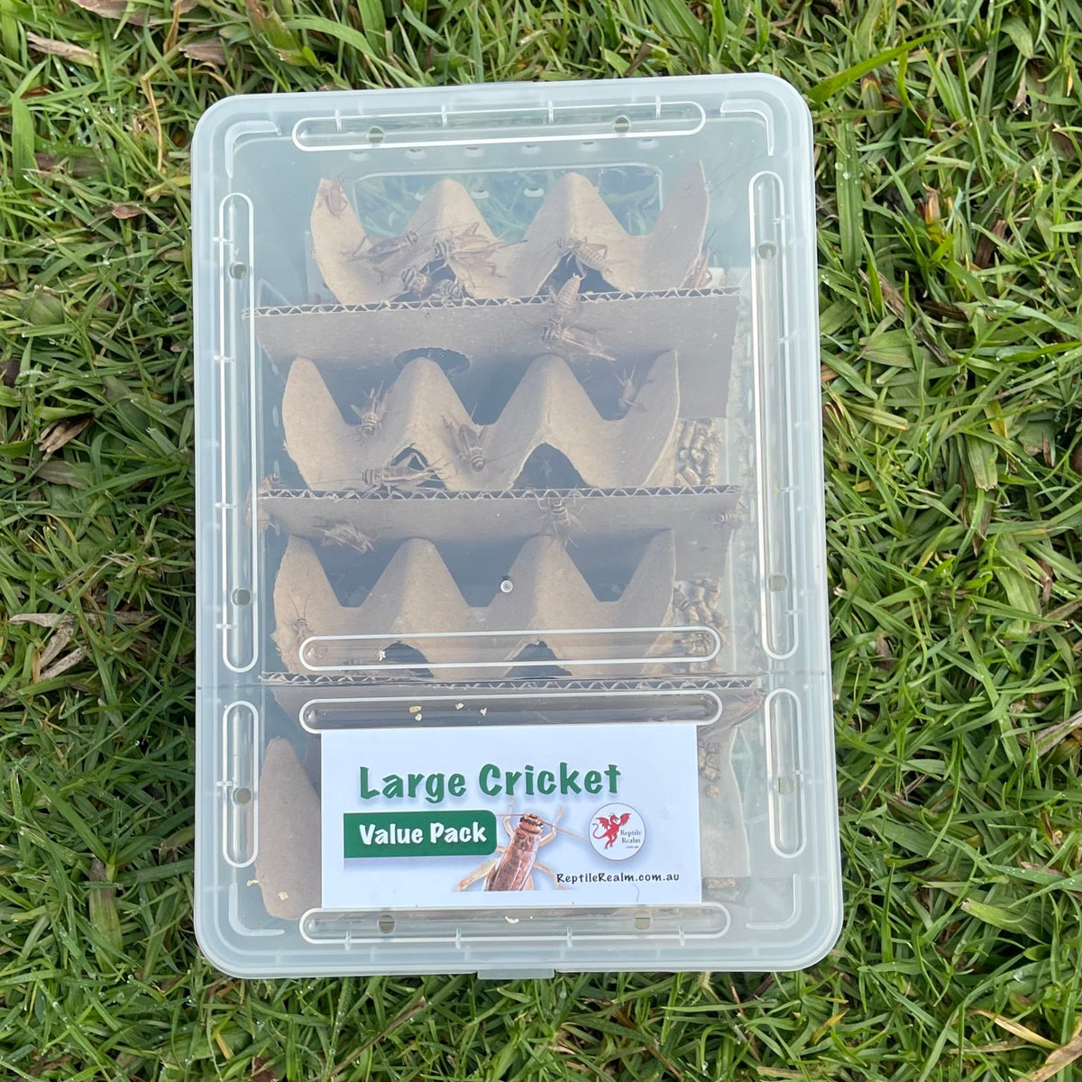 Large Cricket Value Pack Convenient Bulk Crickets Reptile Realm