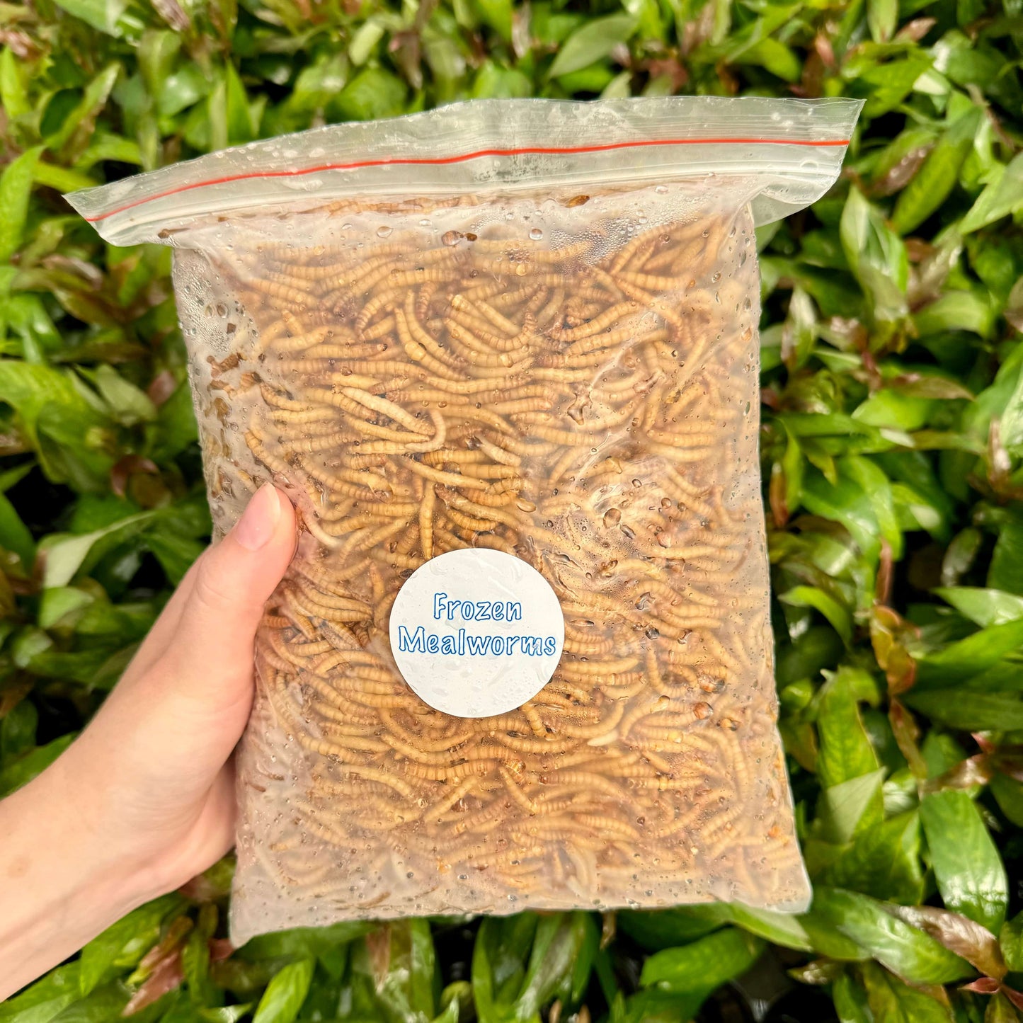 Pisces Enterprises Frozen Mealworms Frozen Mealworms (1kg)