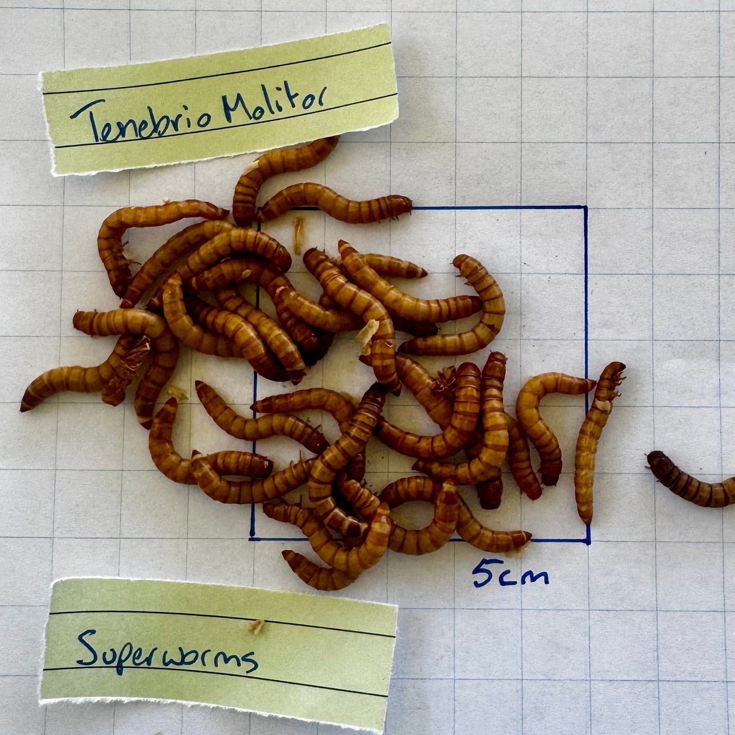 Pisces Enterprises Live Food Tub Superworms 50g Tub (Tenebrio molitor)