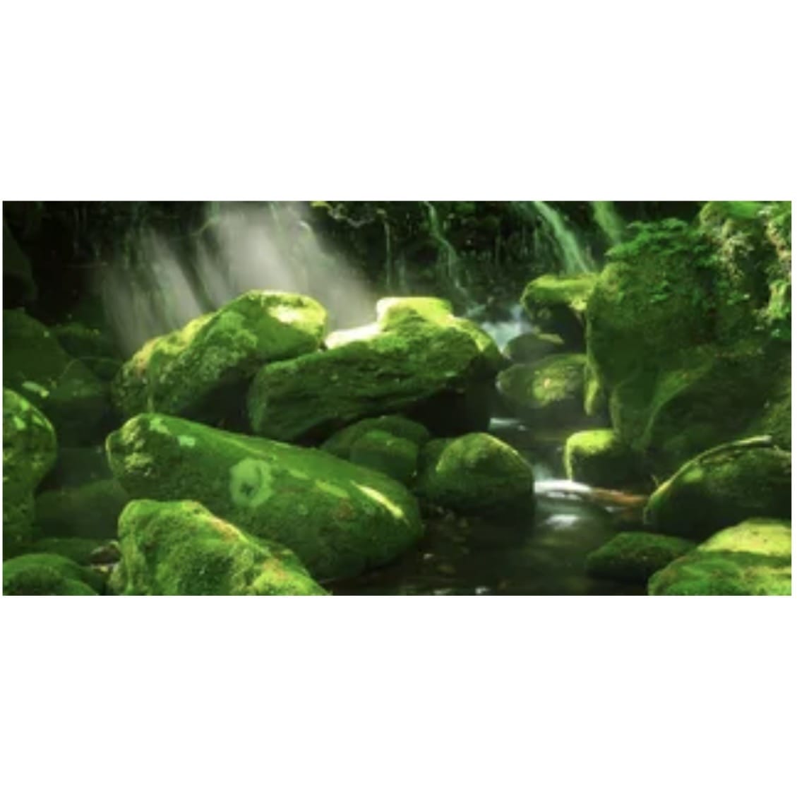 Reptile Realm Aqua Natural Moss Boulder Forest Poster Background