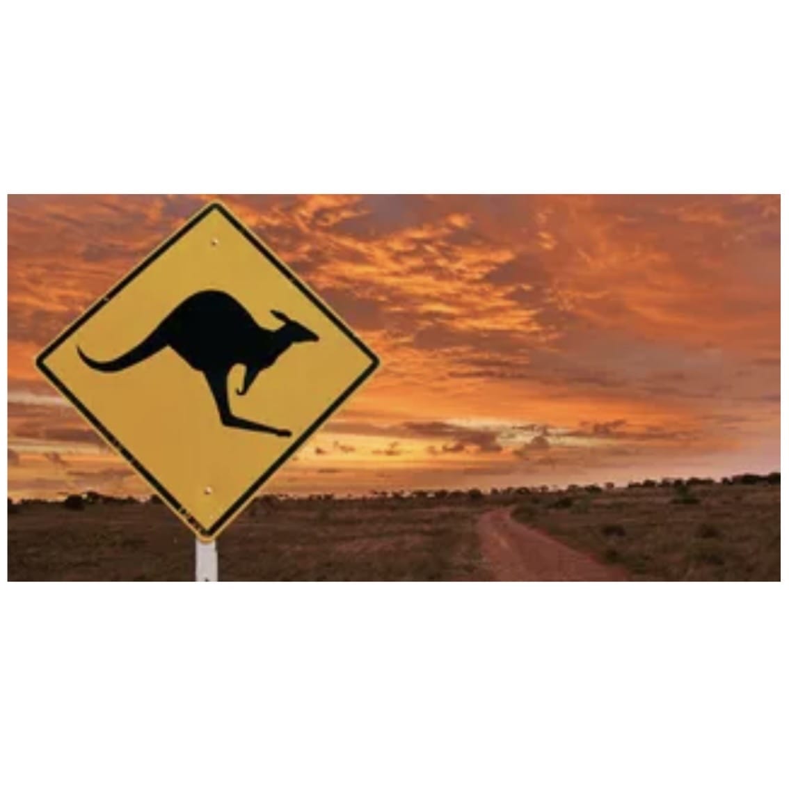 Reptile Realm Aqua Natural Outback Kangarooo Poster Background