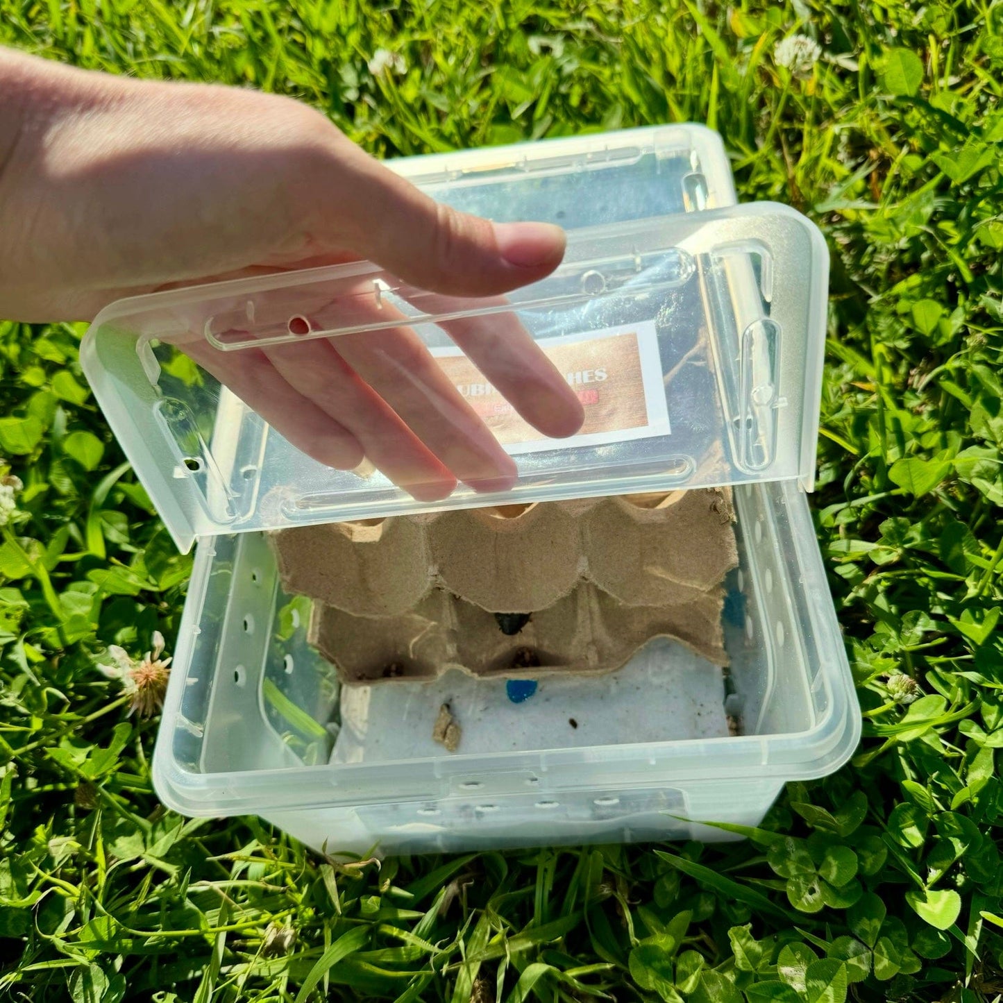 Reptile Realm Dubia Roach Dubia Roaches Box