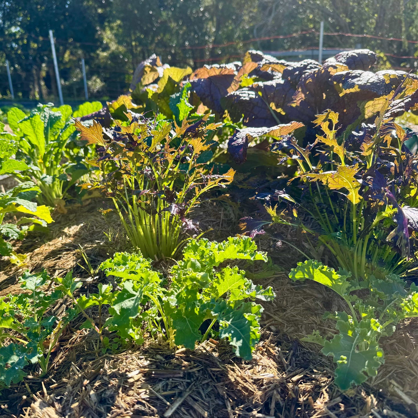 Reptile Realm Fresh Salad Fresh Mixed Salad Tub for Reptiles