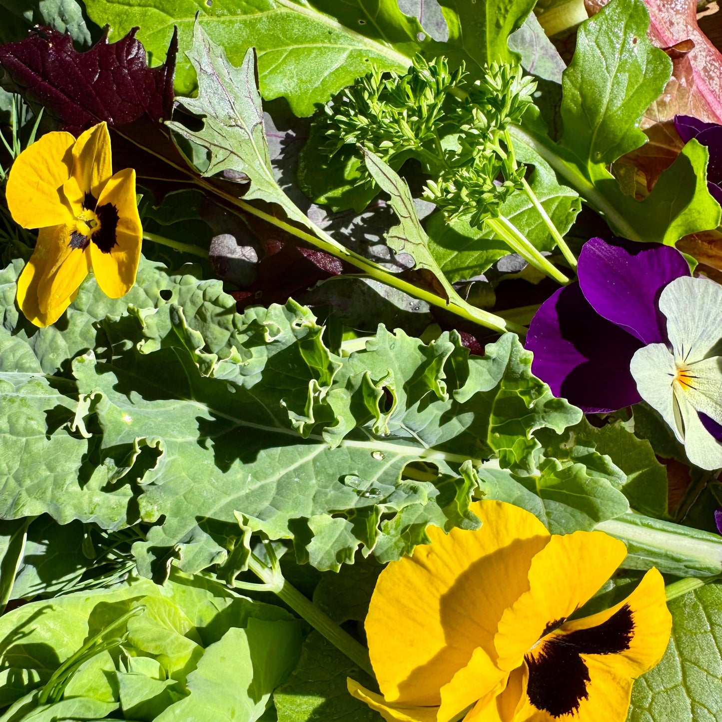 Reptile Realm Fresh Salad Fresh Mixed Salad Tub for Reptiles