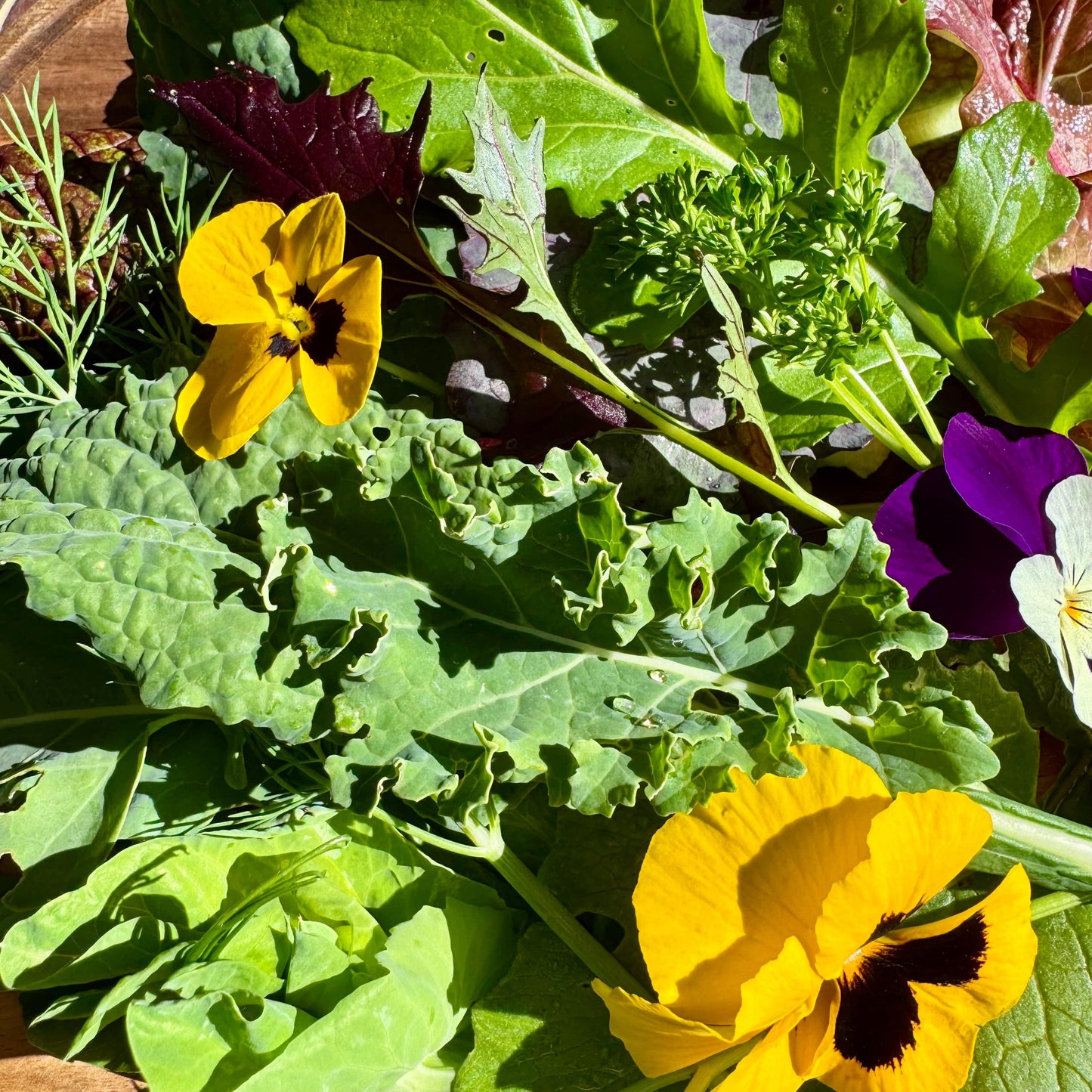 Reptile Realm Fresh Salad Fresh Mixed Salad Tub for Reptiles