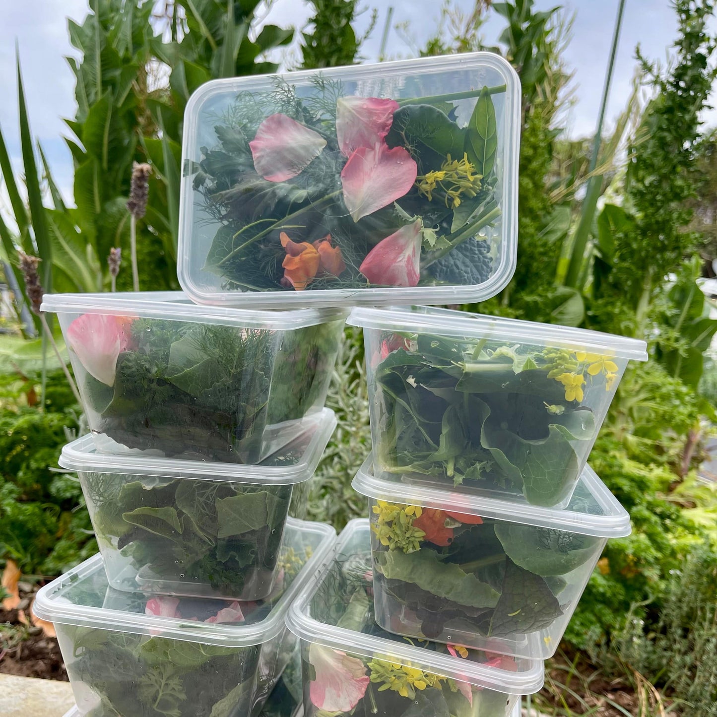 Reptile Realm Fresh Salad Fresh Mixed Salad Tub for Reptiles