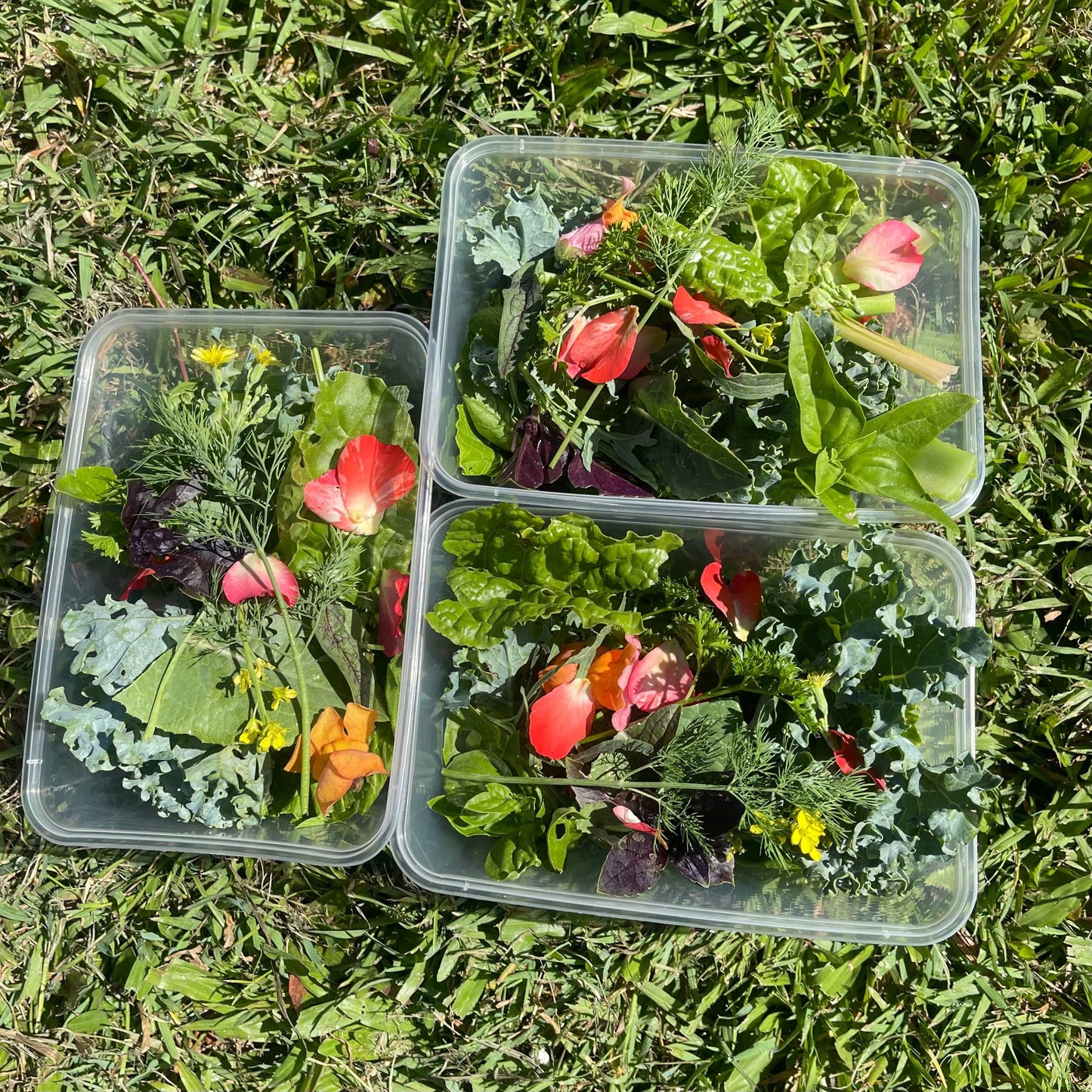 Reptile Realm Fresh Salad Fresh Mixed Salad Tub for Reptiles