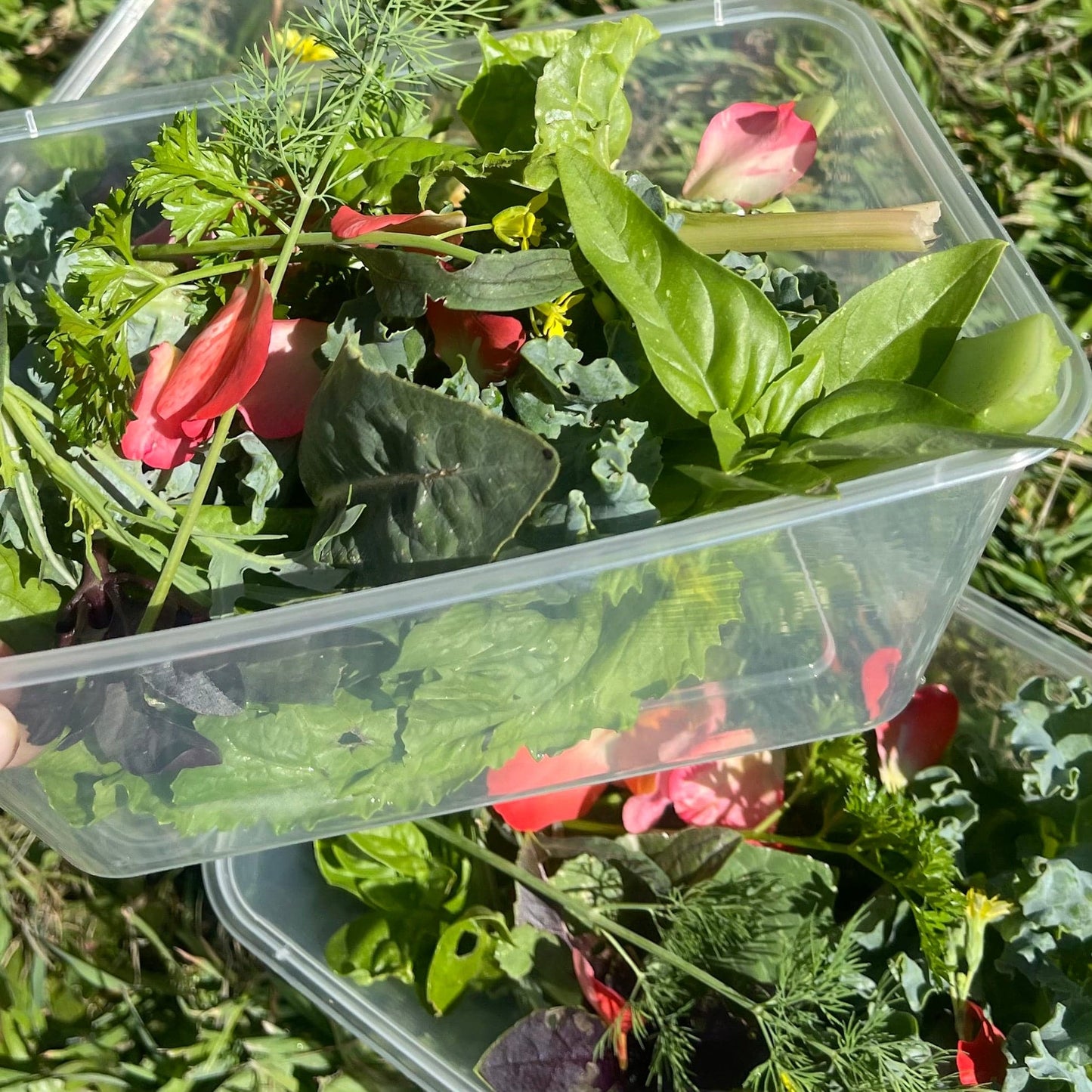 Reptile Realm Fresh Salad Fresh Mixed Salad Tub for Reptiles