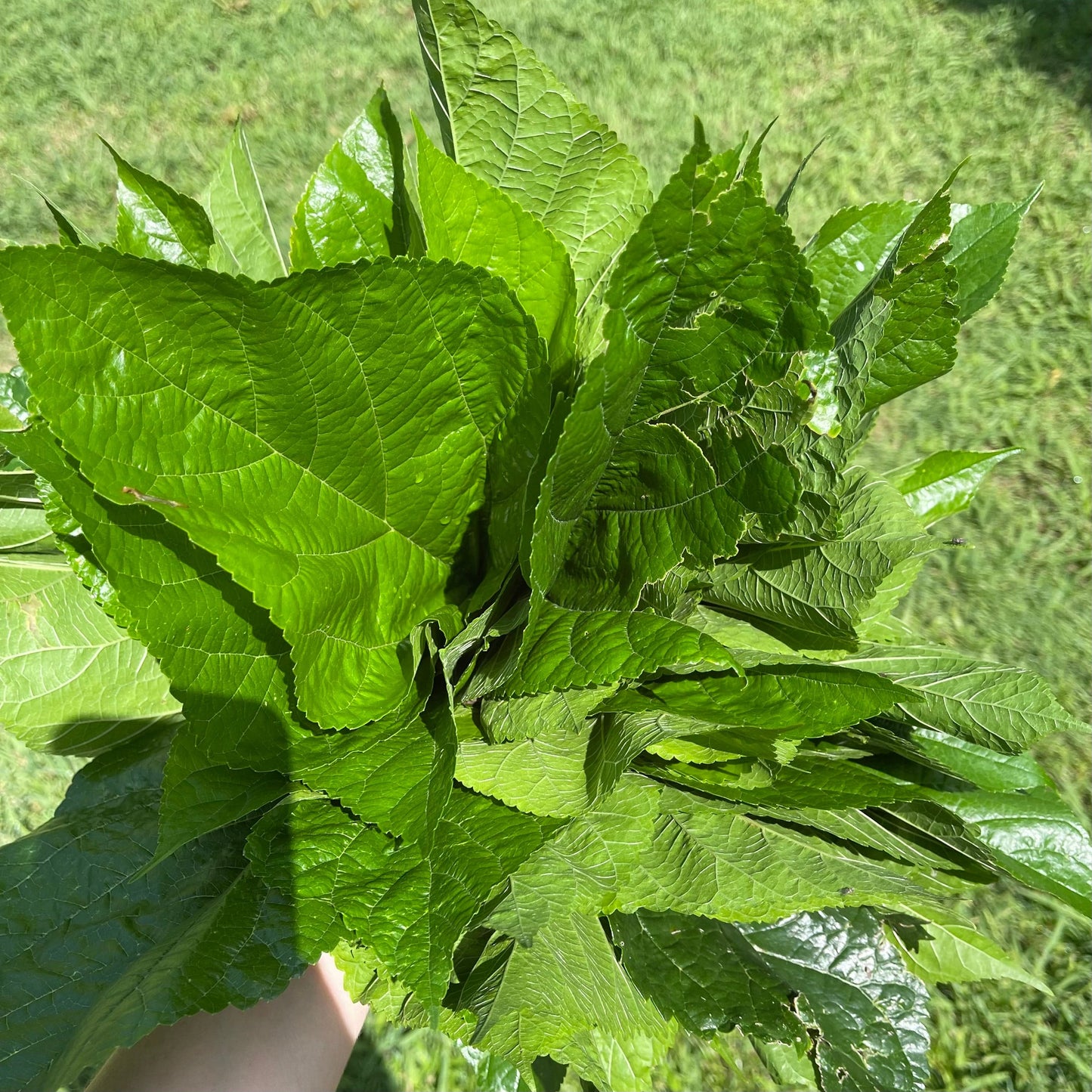 Reptile Realm Fresh Salad Mulberry Leaves for Silkworms - 10 leaf pack