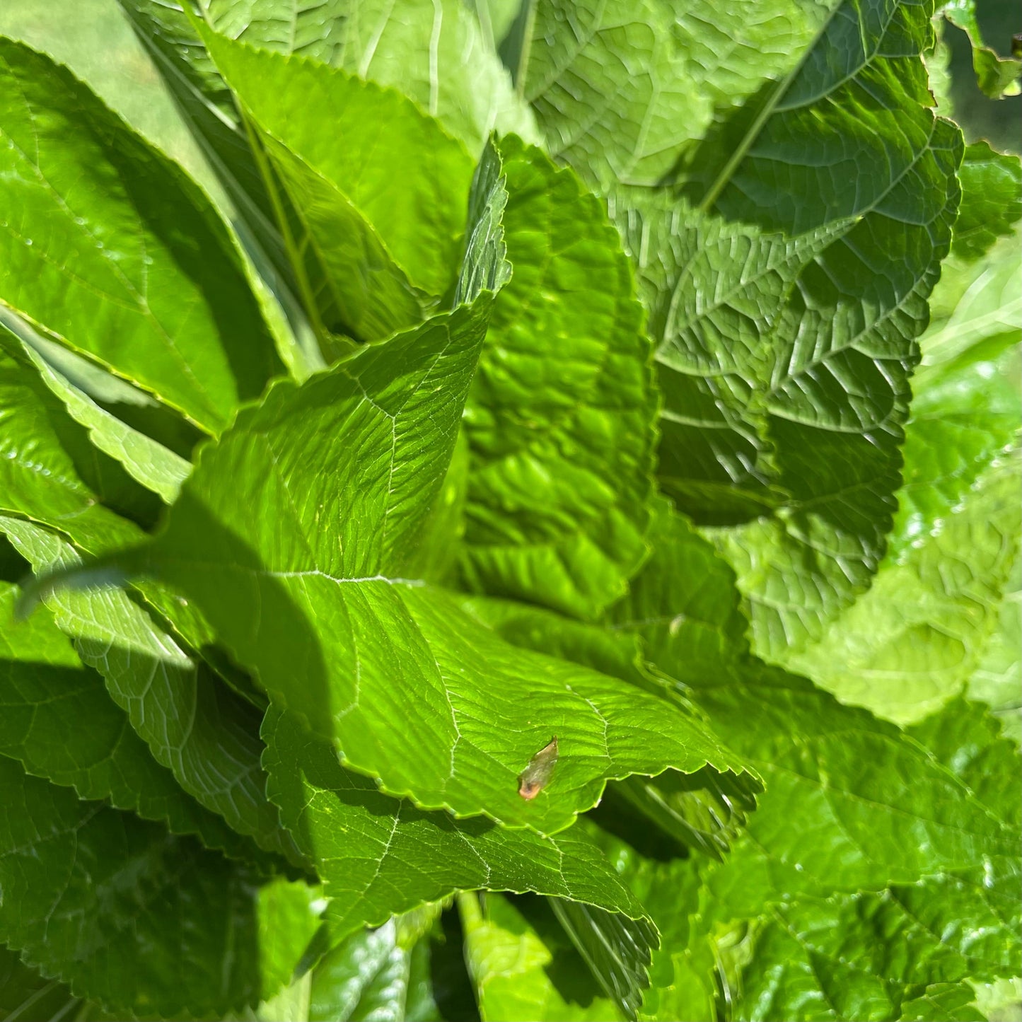 Reptile Realm Fresh Salad Mulberry Leaves for Silkworms - 10 leaf pack