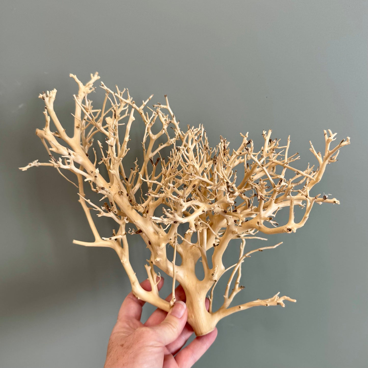 Reptile Realm Natural Wood Natural Wood Piece H - Bonsai Tree