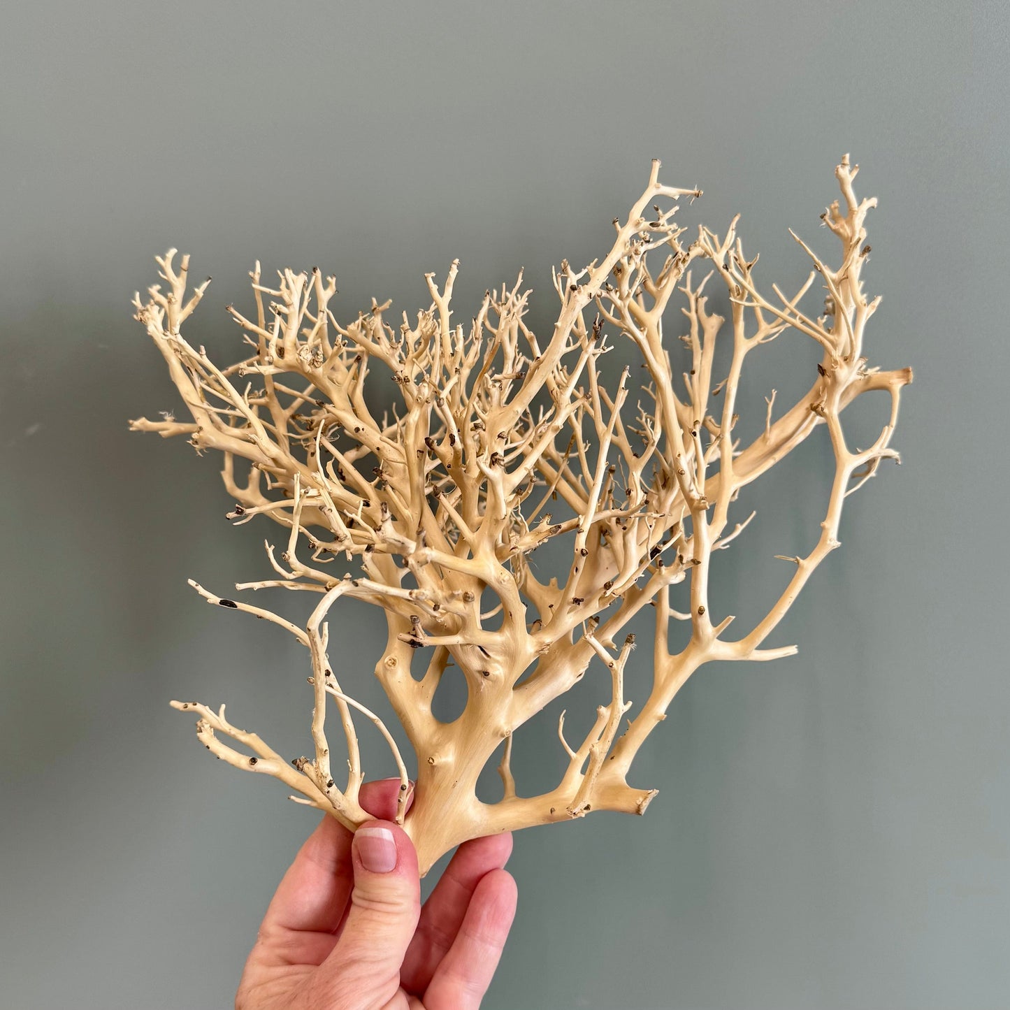 Reptile Realm Natural Wood Natural Wood Piece H - Bonsai Tree