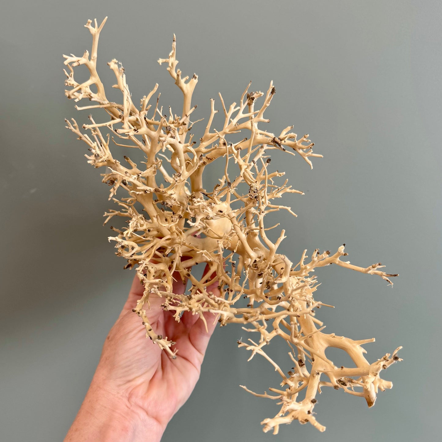 Reptile Realm Natural Wood Natural Wood Piece H - Bonsai Tree