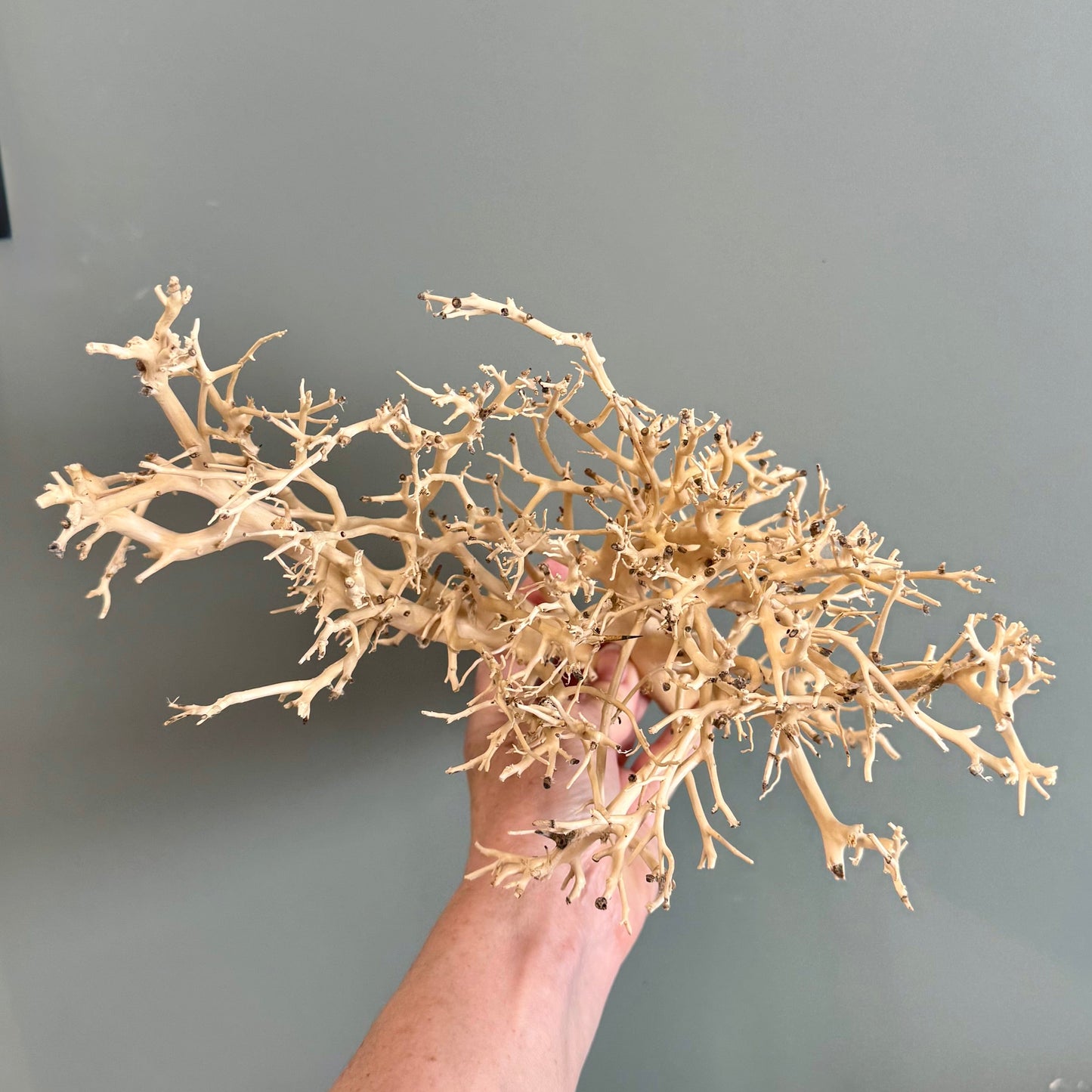 Reptile Realm Natural Wood Natural Wood Piece H - Bonsai Tree