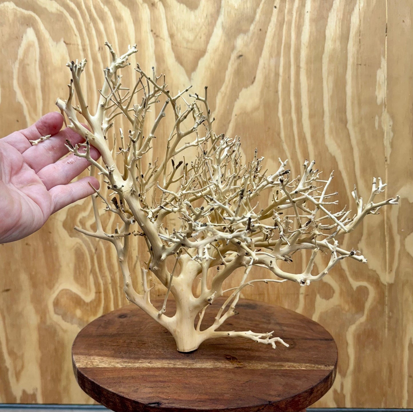 Reptile Realm Natural Wood Natural Wood Piece H - Bonsai Tree