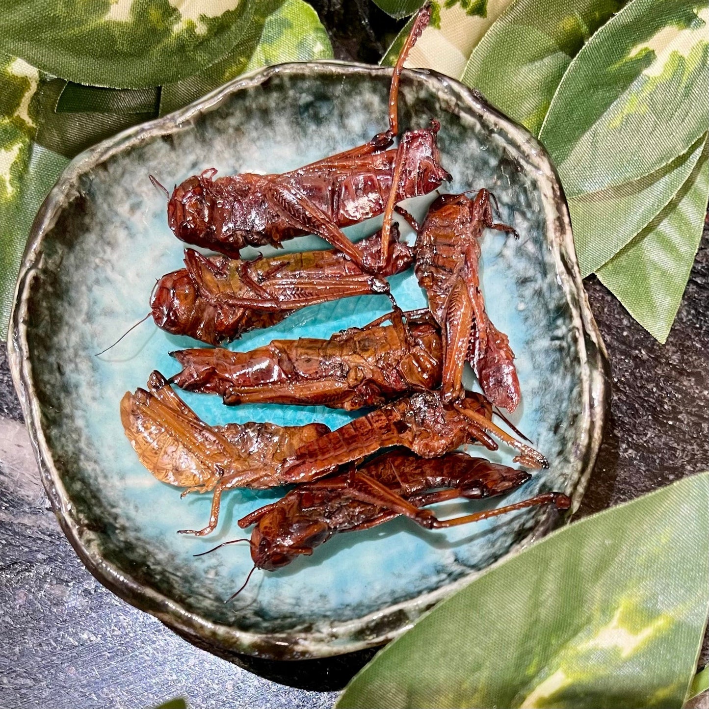 Reptile Realm SUPER FRESH INSECTS Grasshoppers - Super Fresh Insects