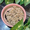Reptile Realm SUPER FRESH INSECTS Riceworms - Super Fresh Insects