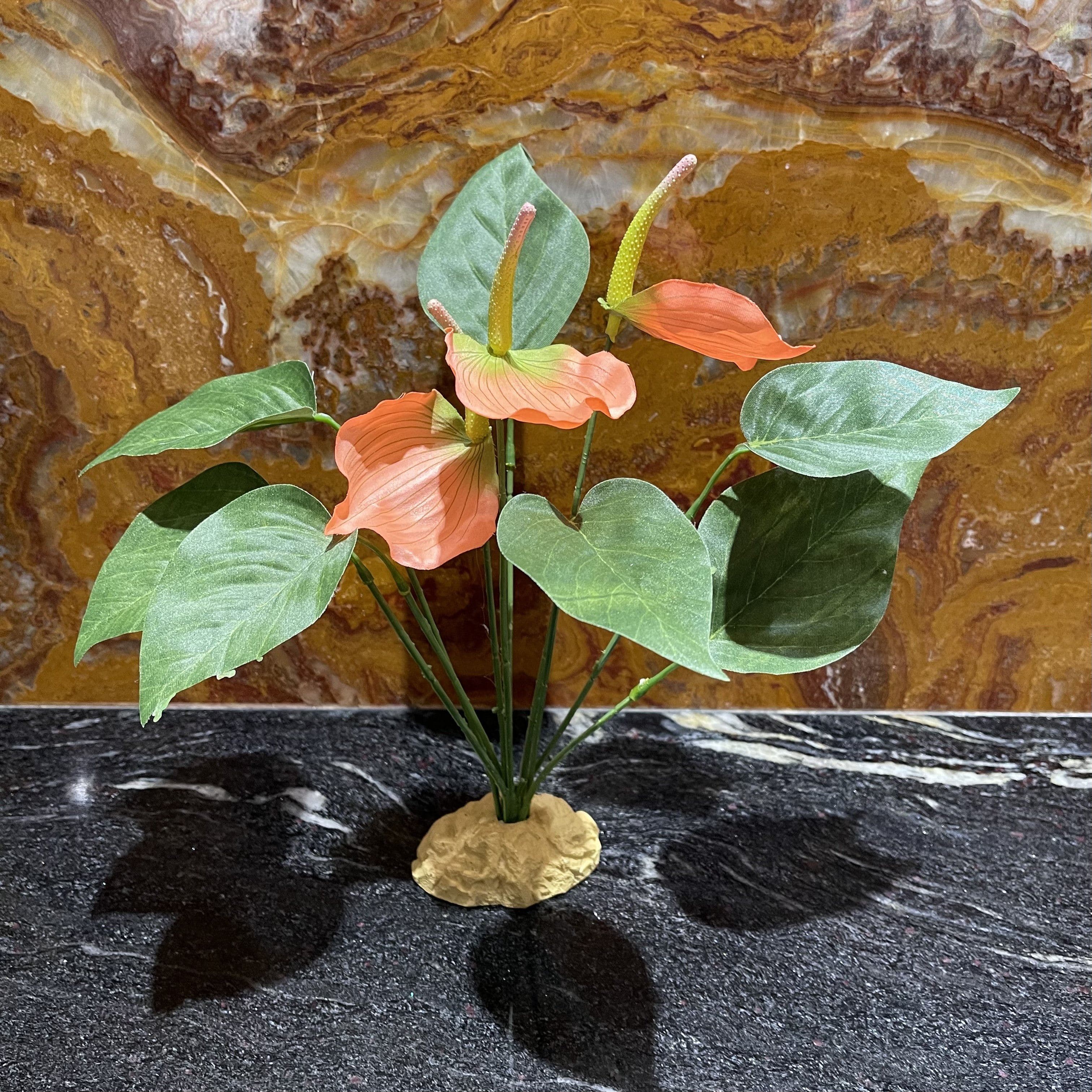 exo terra anthurium bush Komodo Anthurium Bush