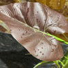 Komodo Artificial Plant Komodo Rainforest Canopy