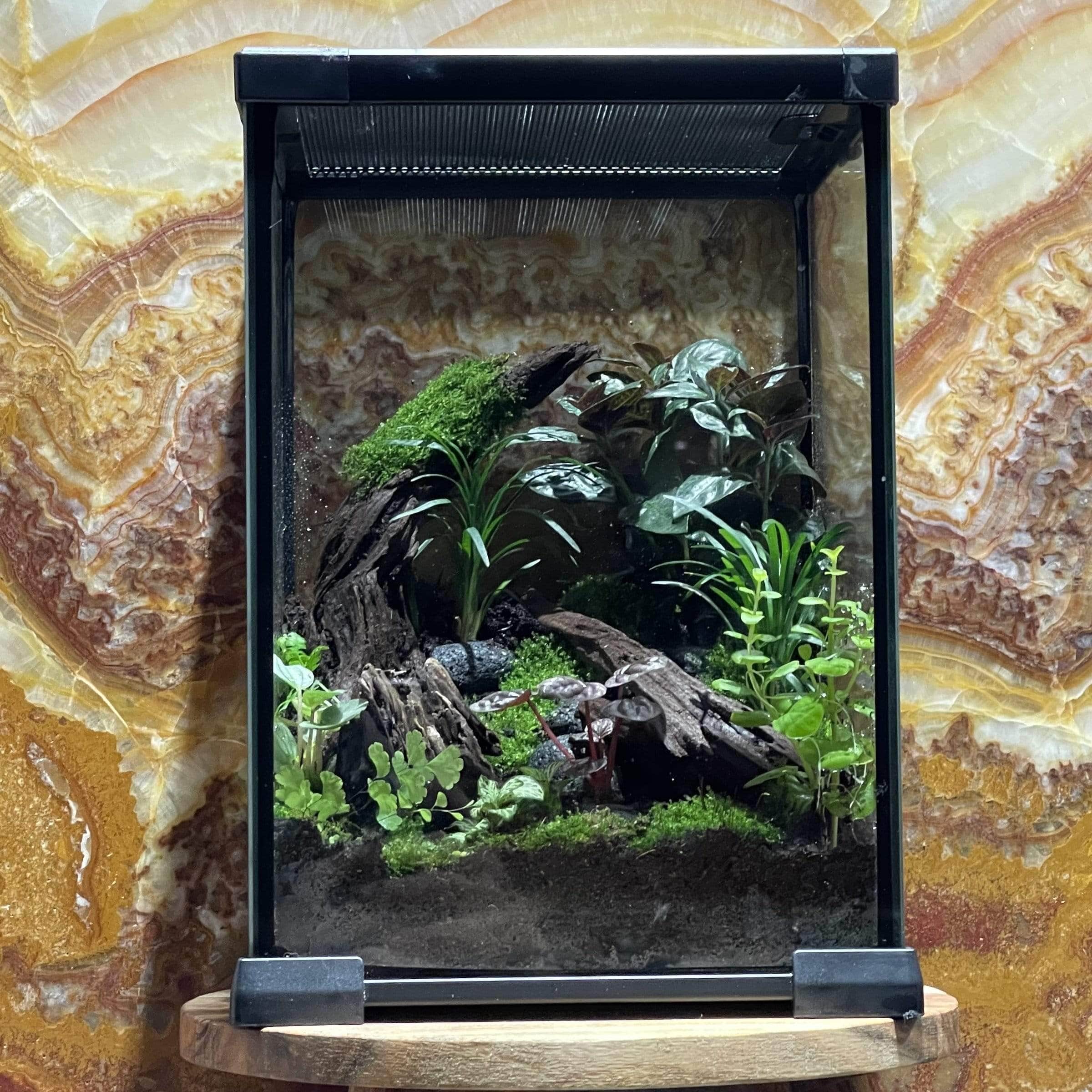Komodo Nano Habitat 21cm x 21cm x 30cm – Reptile Realm