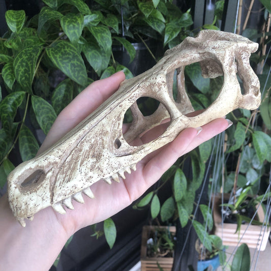 Komodo Resin Rock Decor Komodo Raptor Skull Large