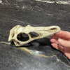 Komodo Resin Rock Decor Komodo Raptor Skull Small