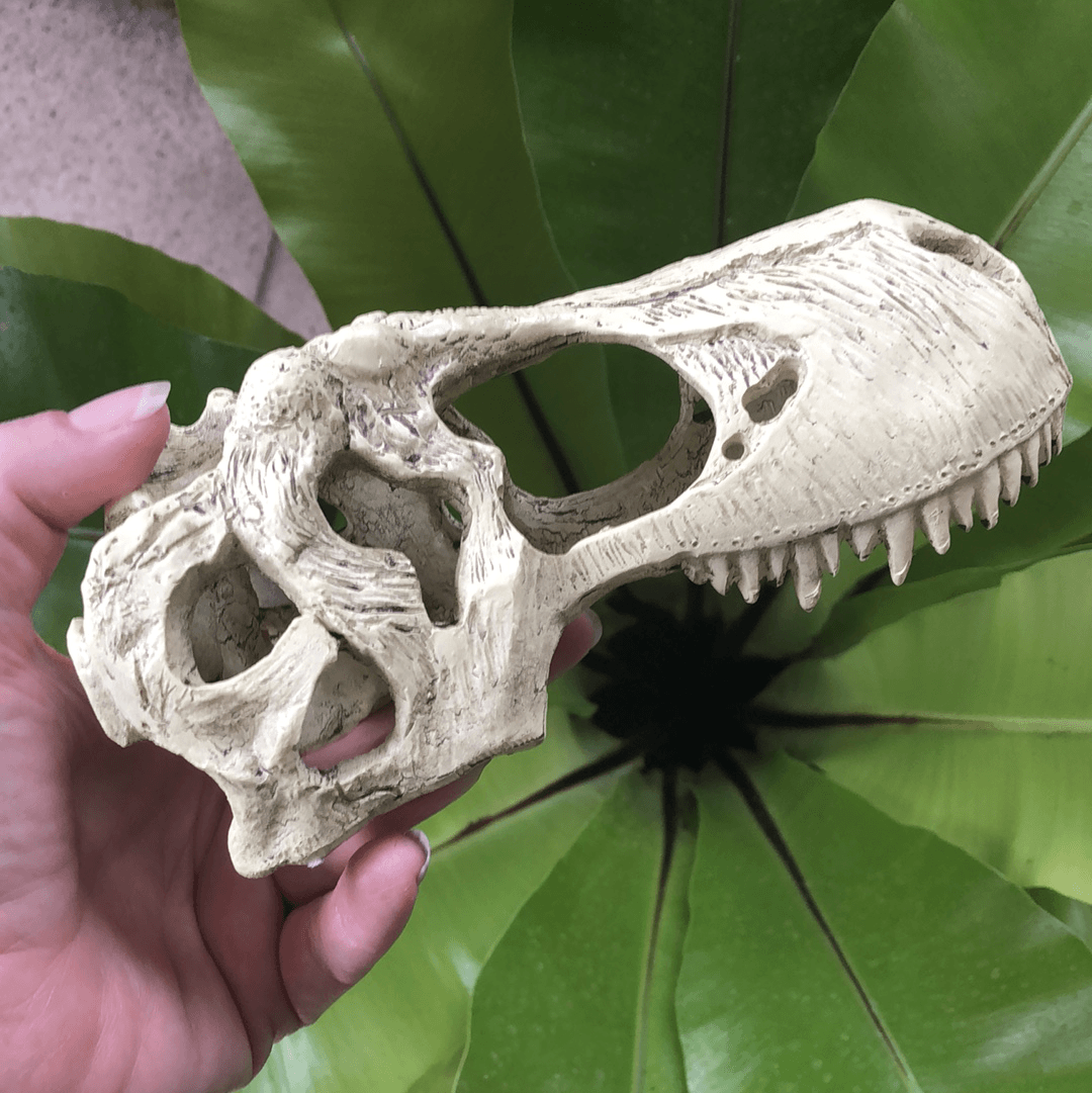 Komodo Resin Rock Decor Komodo T-Rex Skull Large