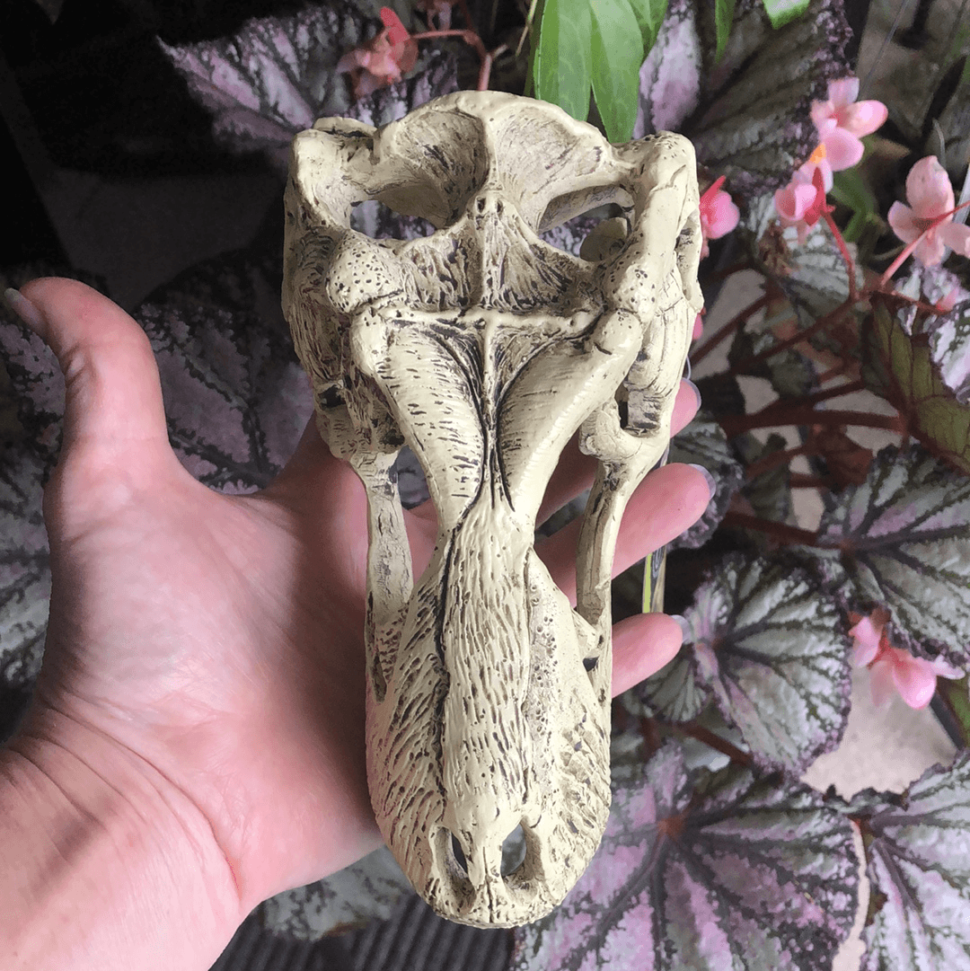 Komodo Resin Rock Decor Komodo T-Rex Skull Large