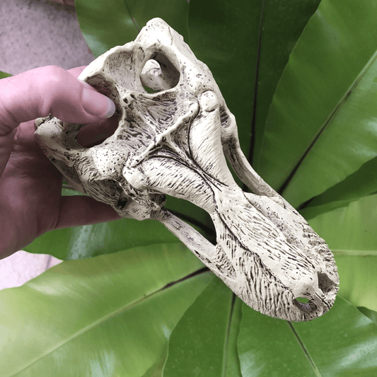 Komodo Resin Rock Decor Komodo T-Rex Skull Large