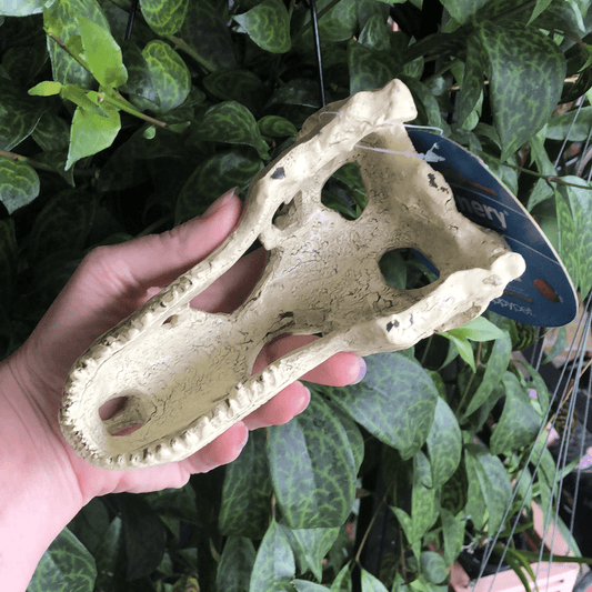 Komodo Resin Rock Decor Komodo T-Rex Skull Large