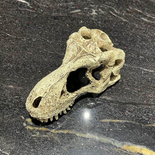 Komodo Resin Rock Decor Komodo T-Rex Skull Small