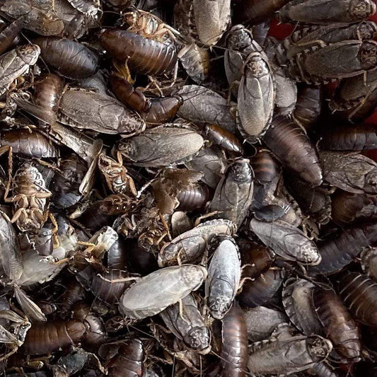 Pisces Enterprises Live Food Bulk Bulk Large Woodies (1000 Woodies)