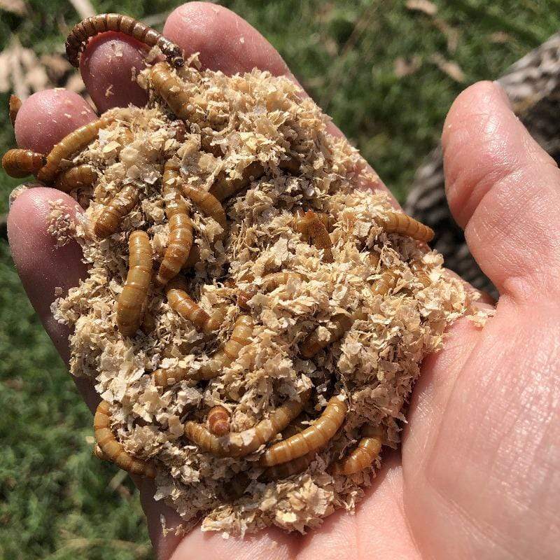 Bulk Mealworms Regular 1kg Bulk Mealworms Australia Reptile Realm