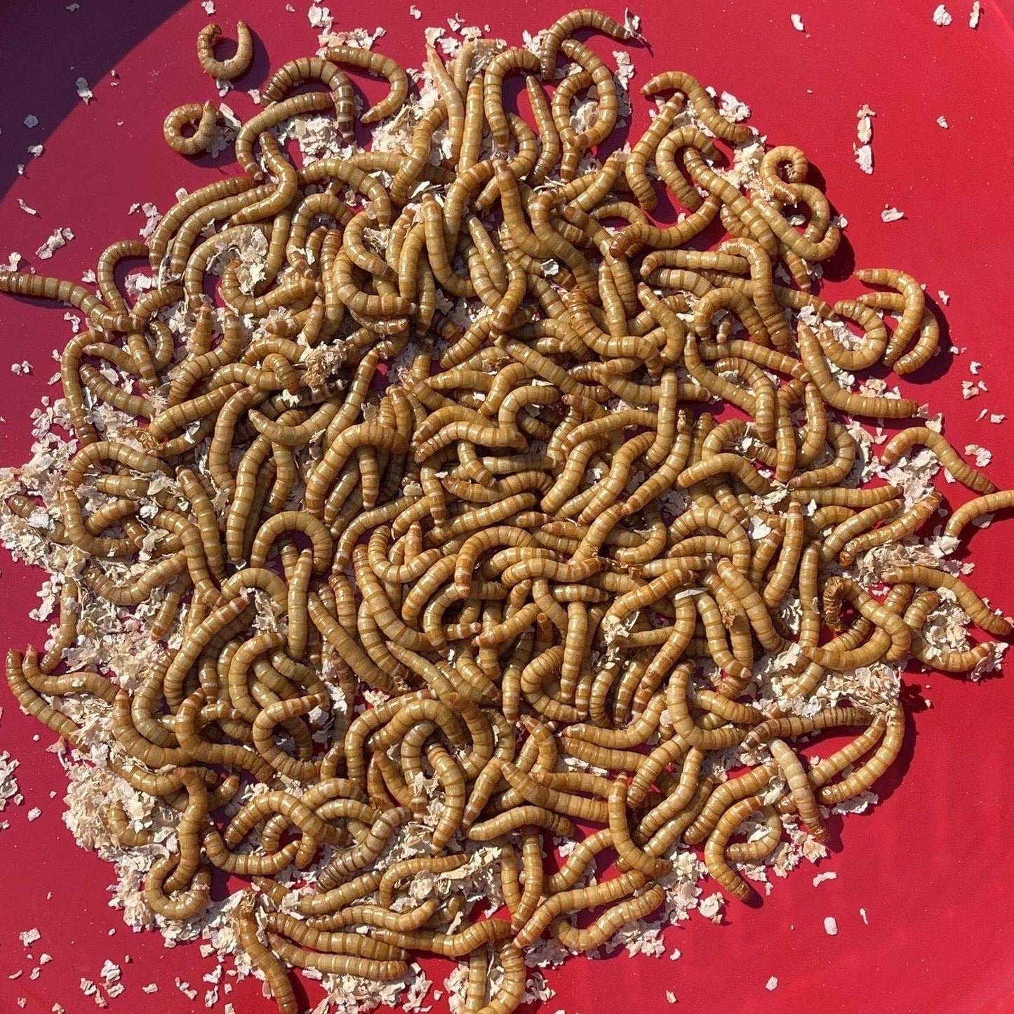 Pisces Enterprises Live Food Bulk Bulk Mealworms - Regular 1kg