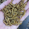 Pisces Enterprises Live Food Bulk Bulk Small Mealworms