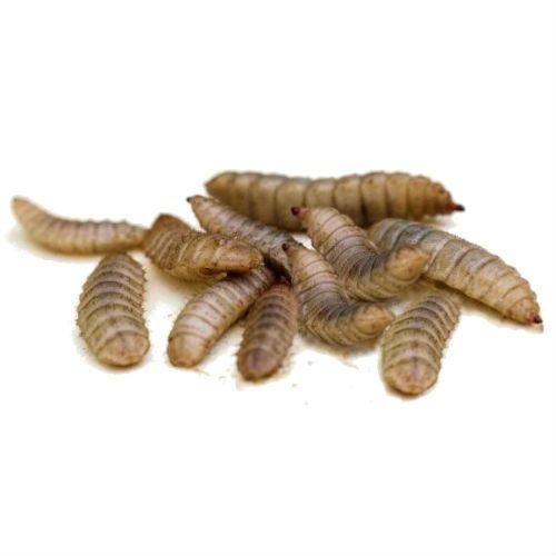 Pisces Enterprises Live Food Bulk Half Bulk Vitaworms Black Soldier Fly Larvae 200g