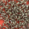 Pisces Enterprises Live Food Bulk Mini Bulk Extra-Small Crickets (250 Crickets)